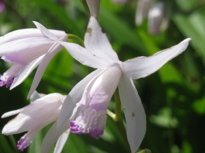紫欄の白花