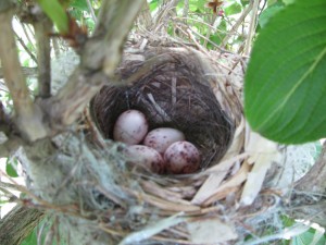 小鳥の卵