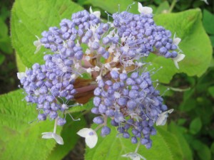 玉紫陽花の花