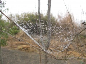 霧が付いた蜘蛛の巣