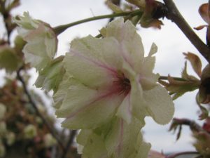 鬱金桜（うこんさくら）