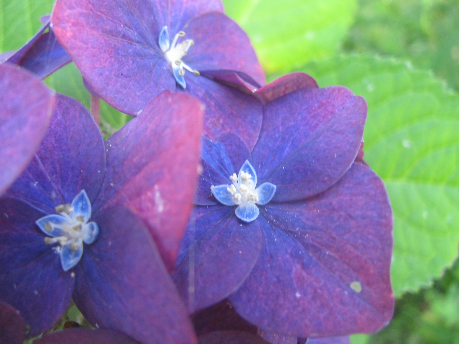 紫陽花の両性花と装飾花も満開に - のんびりぼっこ広場_Blog