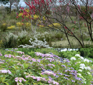 　のんびりぼっこ広場：花の庭