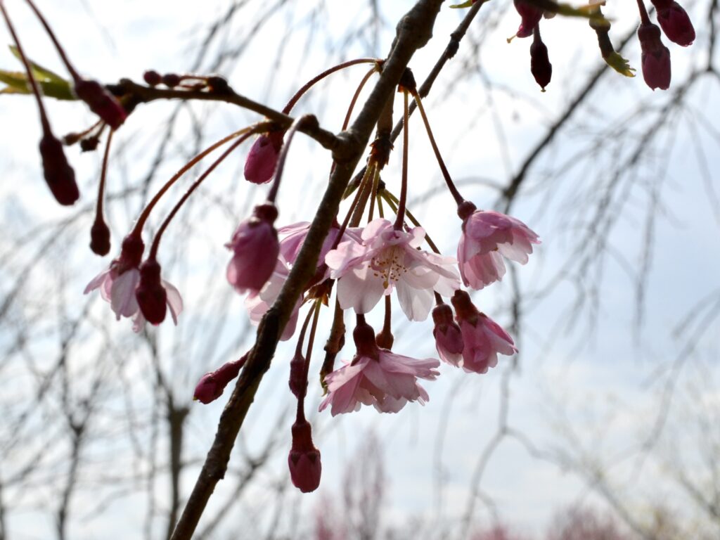 枝垂れ桜
