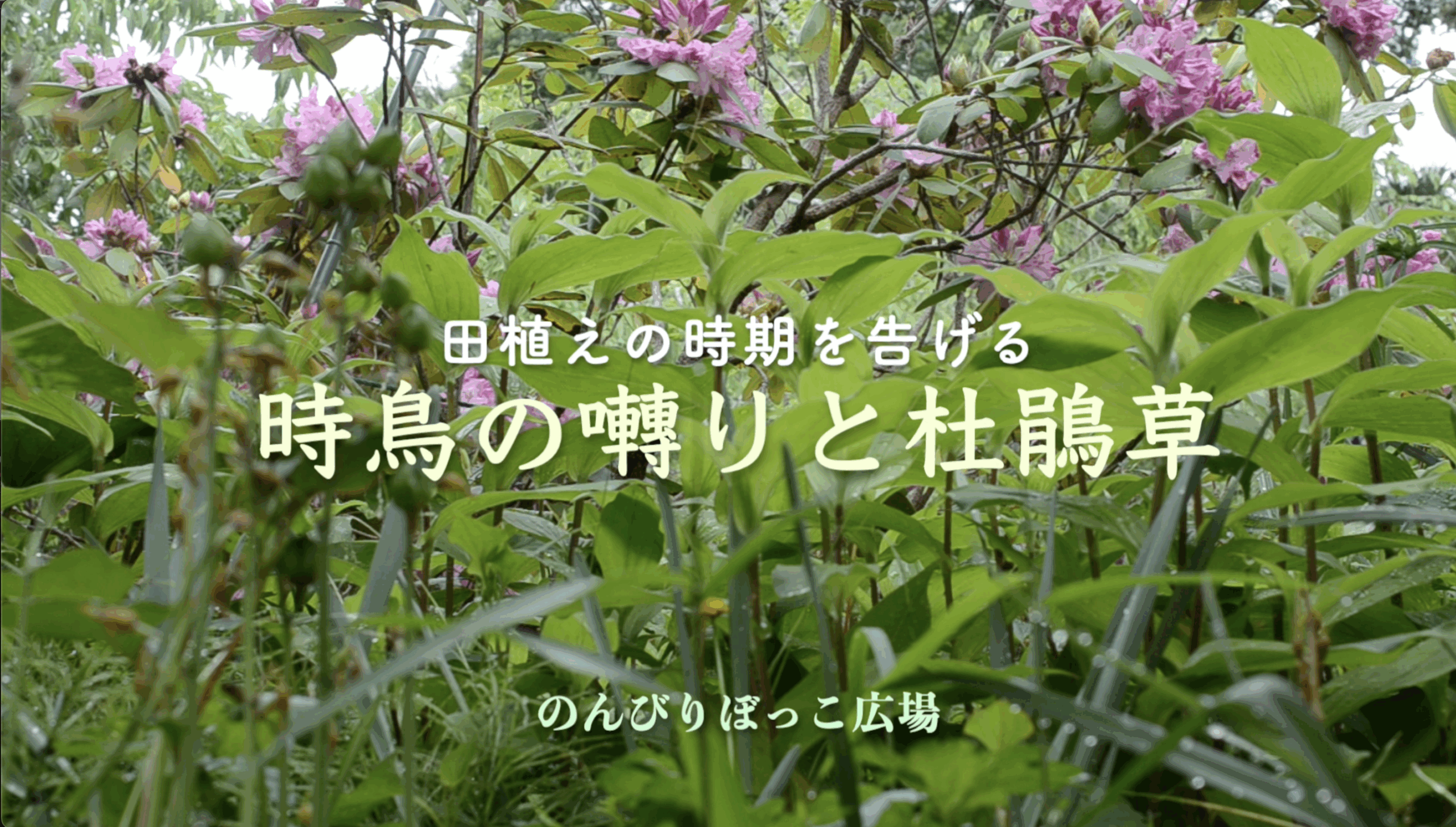 のんびりぼっこ広場の時鳥の囀り