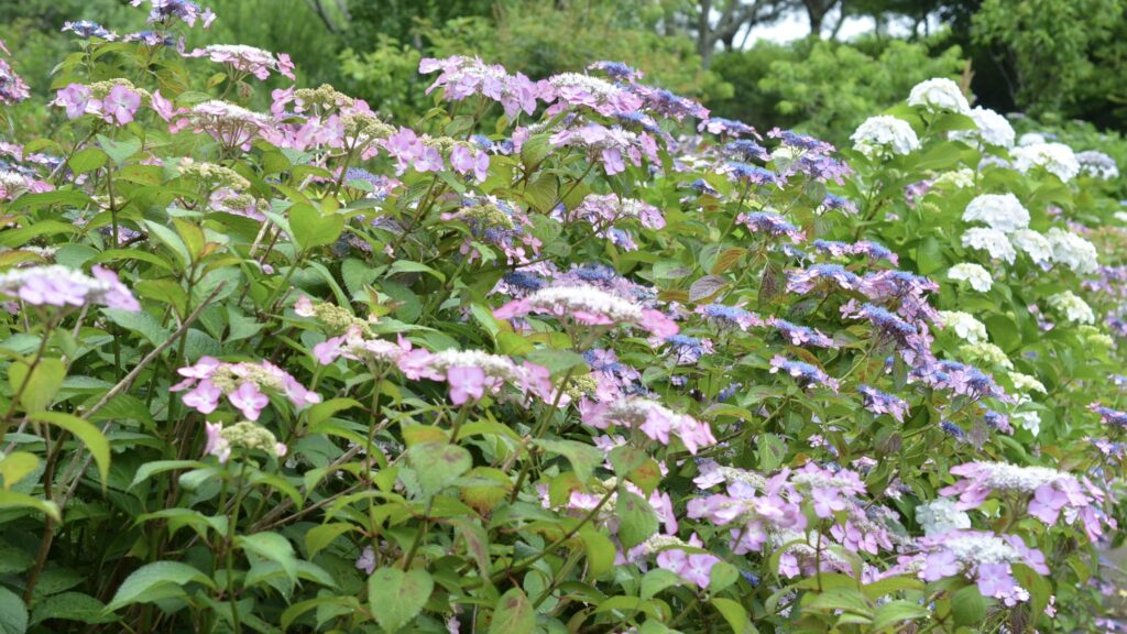 のんびりぼっこ広場の紫陽花