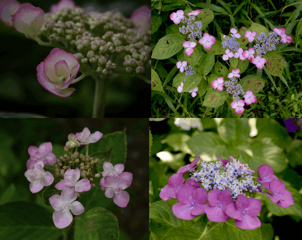 のんびりぼっこ広場の紫陽花