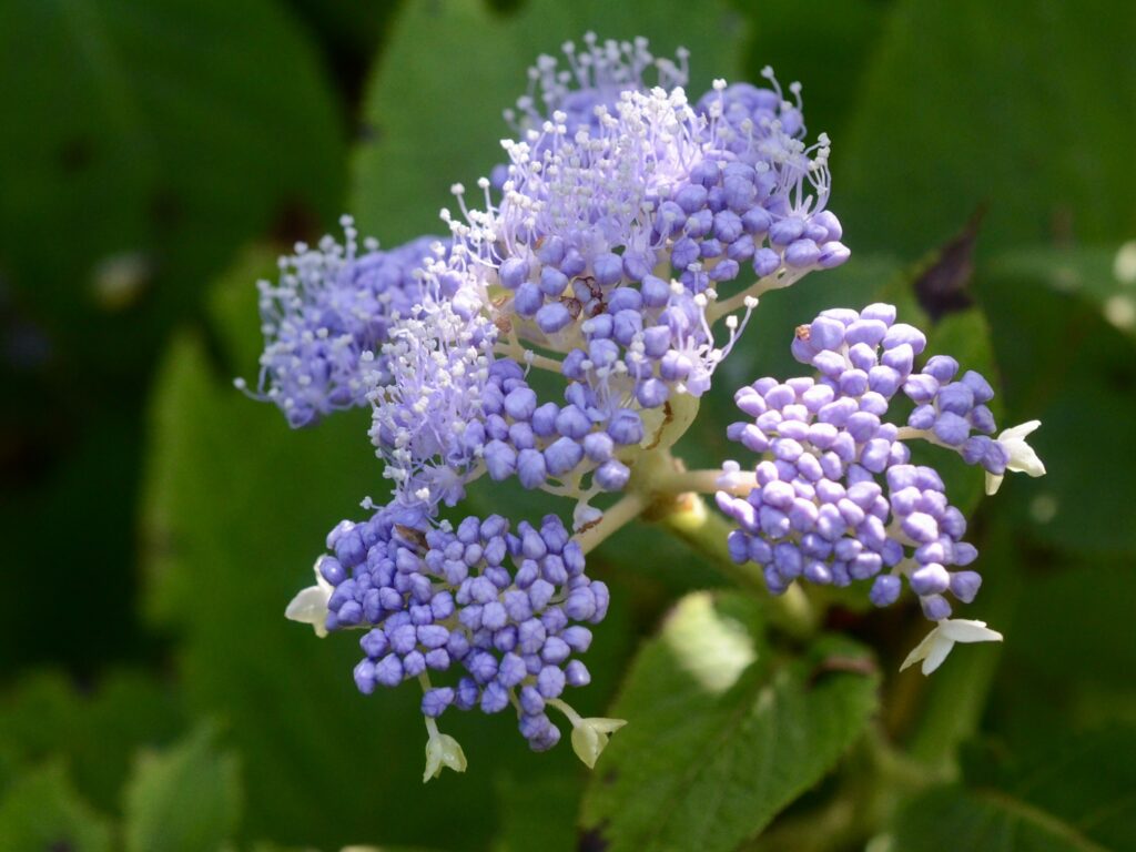 玉紫陽花