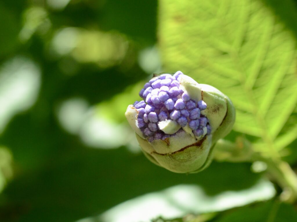 玉紫陽花
