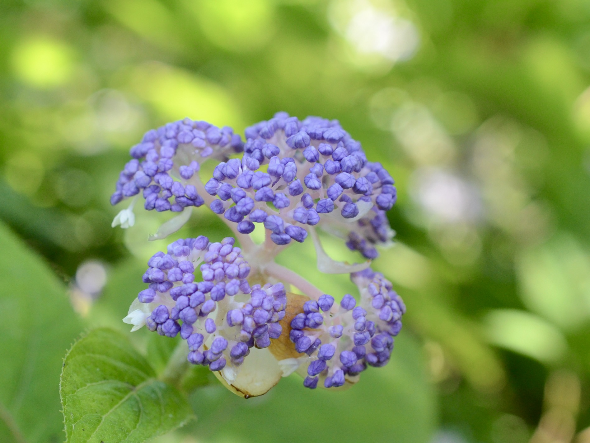 玉紫陽花