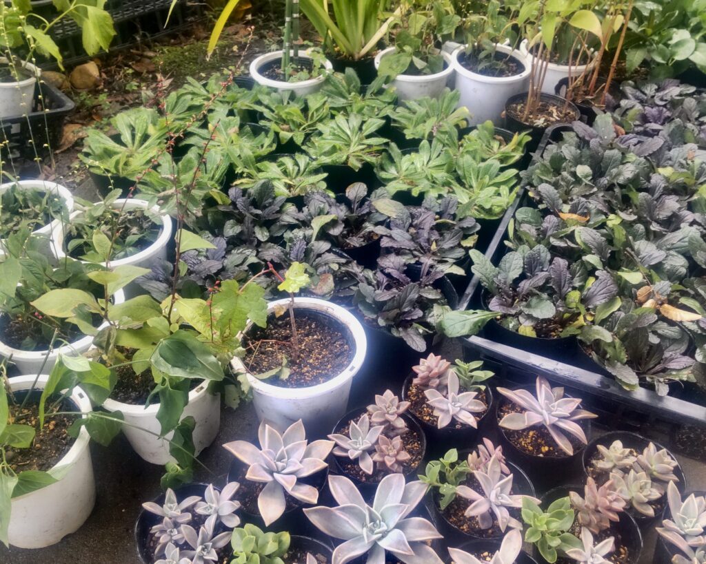 のんびりぼっこ広場:花の苗