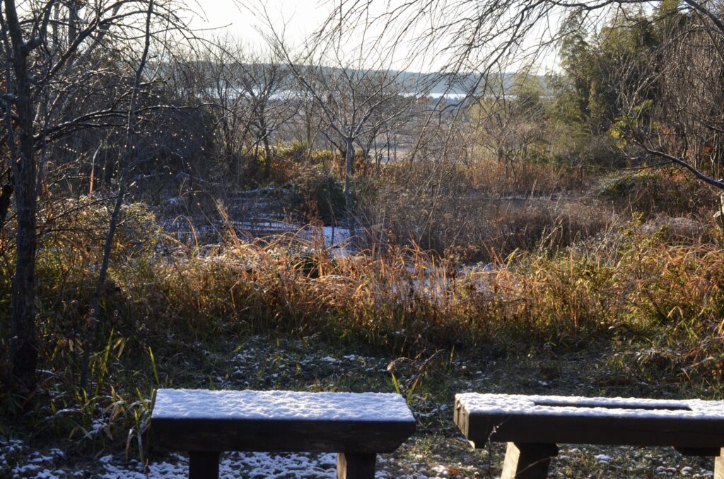 のんびりぼっこ広場：初雪