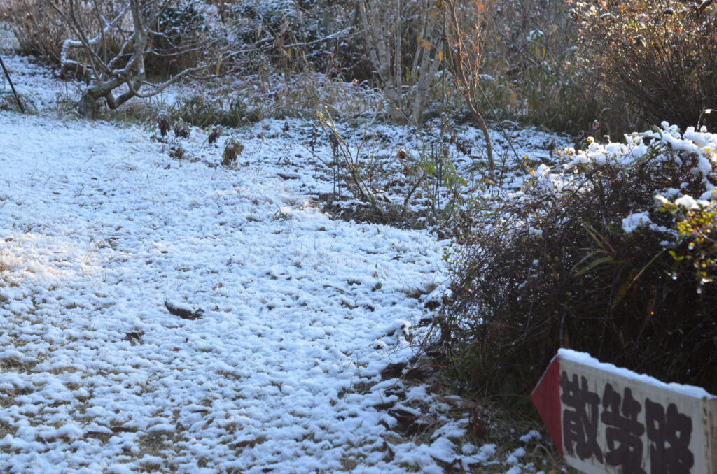 のんびりぼっこ広場：初雪