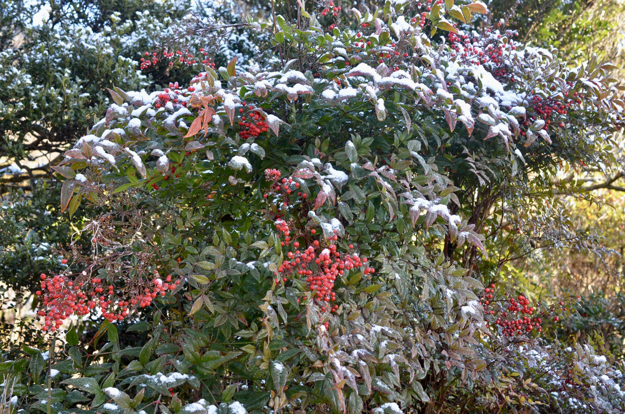 のんびりぼっこ広場：南天