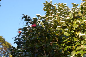 のんびりぼっこ広場：椿