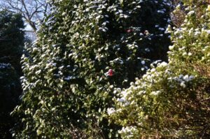 のんびりぼっこ広場：椿