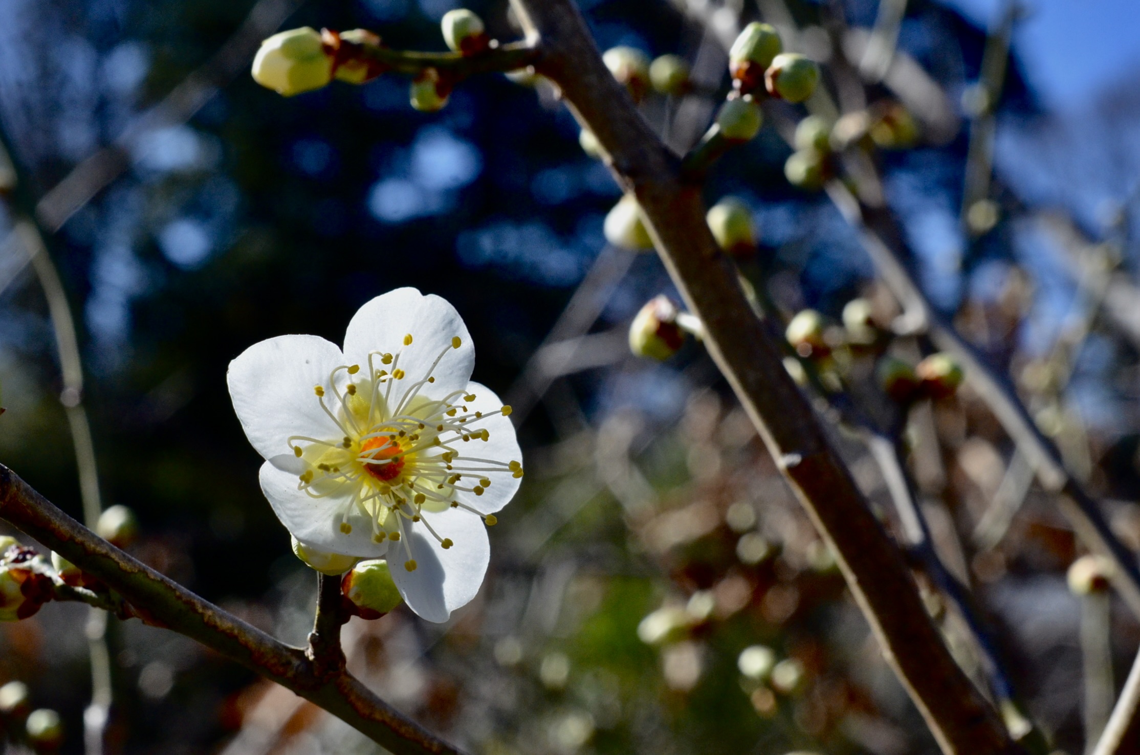 のんびりぼっこ広場に咲く梅の花：月影