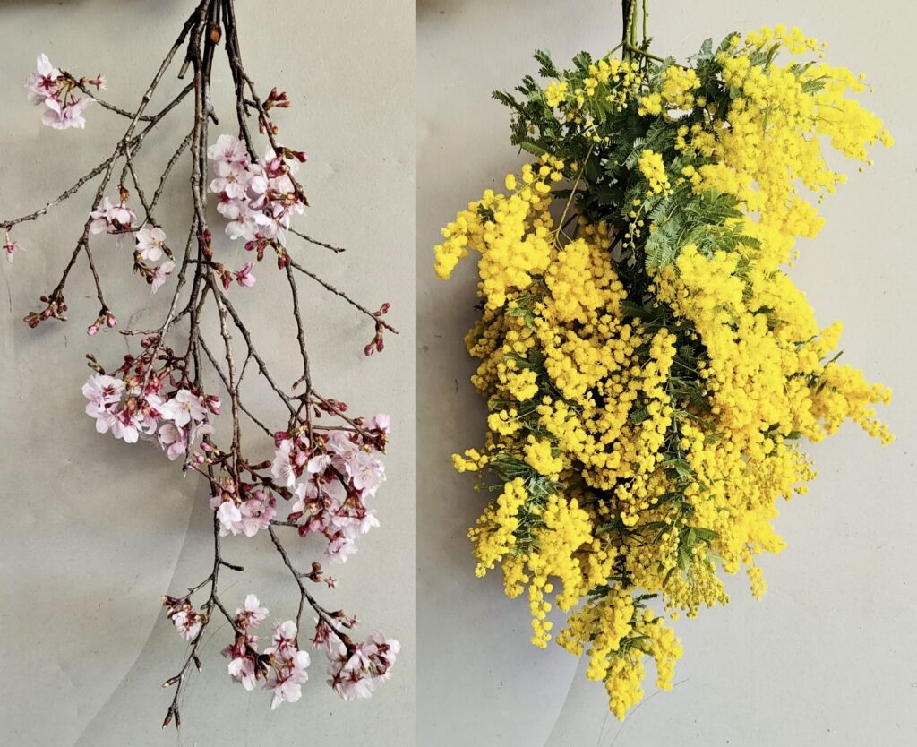 ミモザ＋彼岸桜のスワッグ：のんびりぼっこ広場