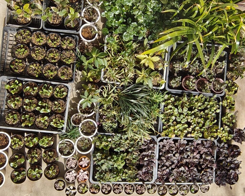 のんびりぼっこ広場・花苗