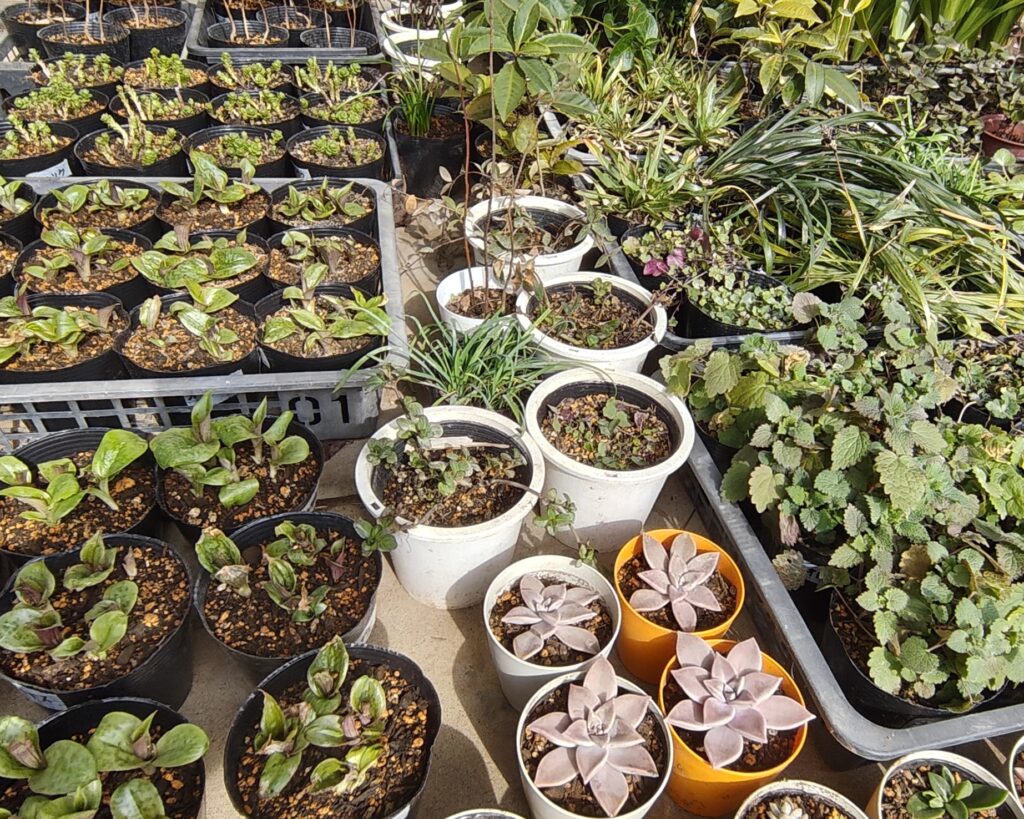 のんびりぼっこ広場・花苗