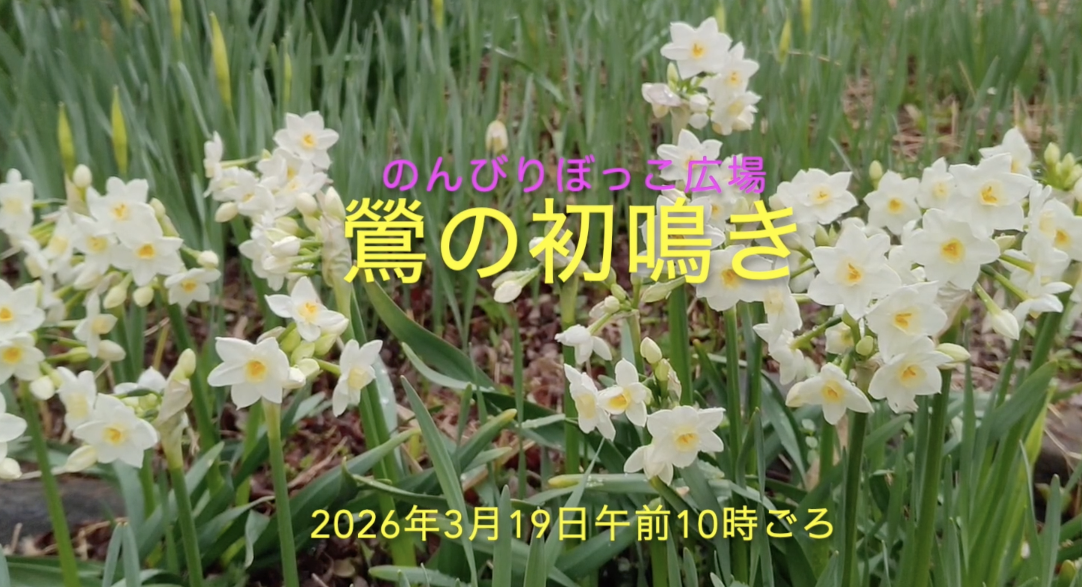 のんびりぼっこ広場の鶯に初鳴き2026年