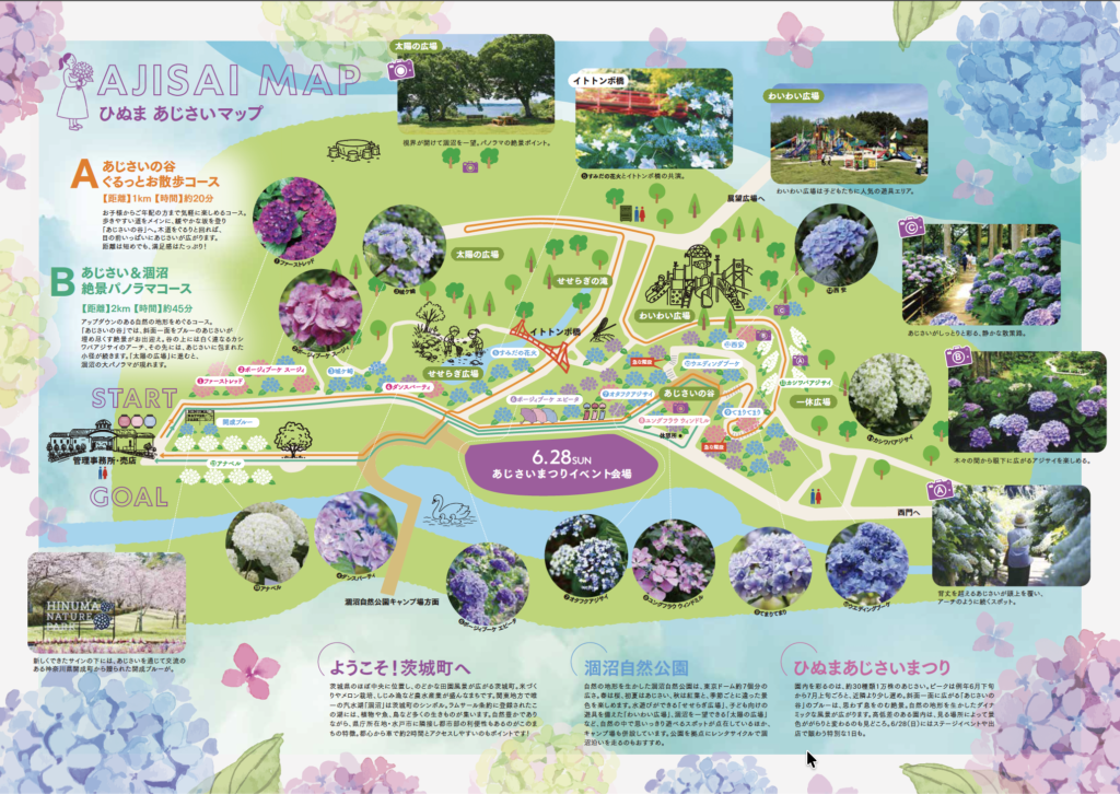 涸沼自然公園あじさいまつり